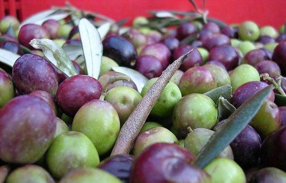 zeytin!